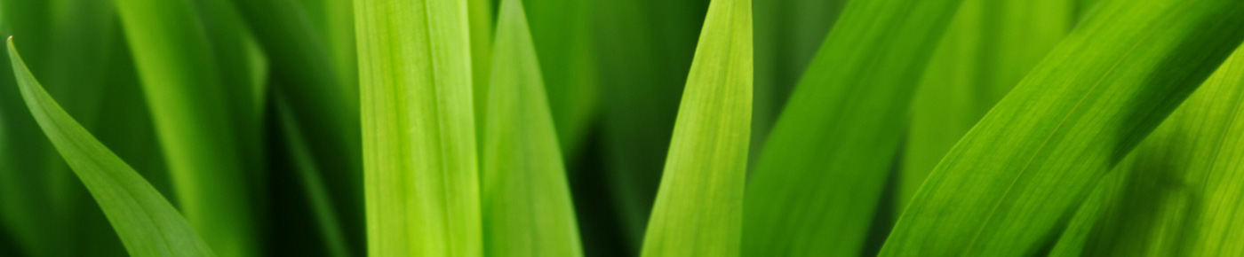 green cropped